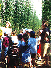 hop-picking