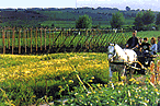 cart ride through hopfields