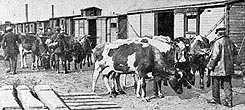 german cows