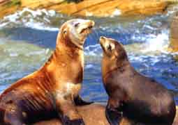 Nausicaa sea-lions