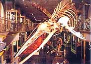 Flying fossil skeleton