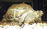 Lille Zoo's new turtle
