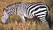 Lille zoo: zebra