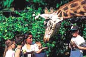 Maubeuge Zoo-giraffe