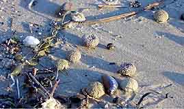 Arena - Ecault world of sand dunes study centre: what's in the sand?