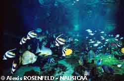 Nausicaa Boulogne - fish on coral reef