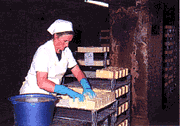 Washing Maroilles cheeses 