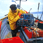lobster pot
