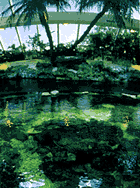 Nausicaa tropical lagoon