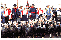 turkeys