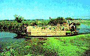 Cauliflower boat in Audomarois