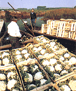 Cauliflower boat in Audomarois
